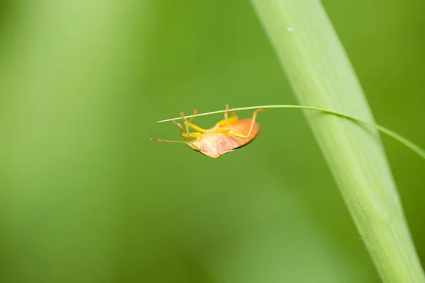 En vacker liten orange skalbagge kryper på ett gräs. Grunt djup av fältet makro foto. — Stockfoto