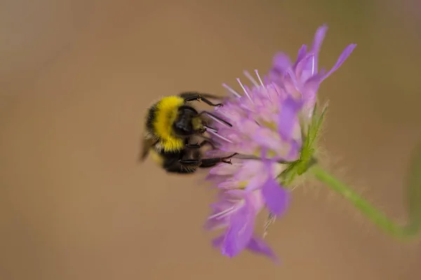 Un beau bourdon cueillant du miel d'une fleur d'été pourpre. Macro faible profondeur de champ photo . — Photo