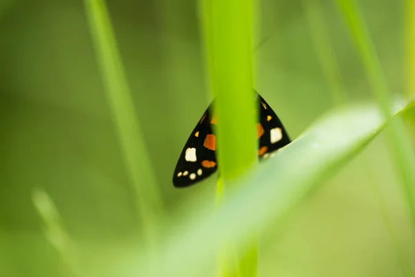 Una hermosa mariposa con manchas brillantes sentada en una hierba en la noche de verano. macro disparo . —  Fotos de Stock