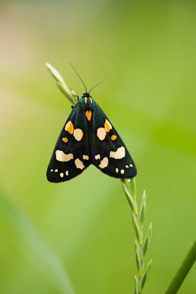 Una hermosa mariposa con manchas brillantes sentada en una hierba en la noche de verano. macro disparo . —  Fotos de Stock