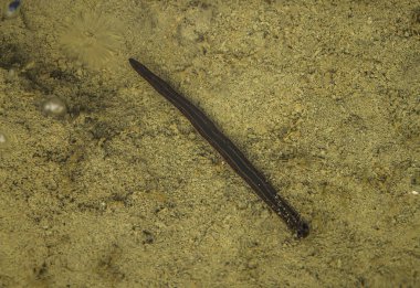 Yaz aylarında sığ bir su birikintisi içinde yüzmeye bir kahverengi sülük.