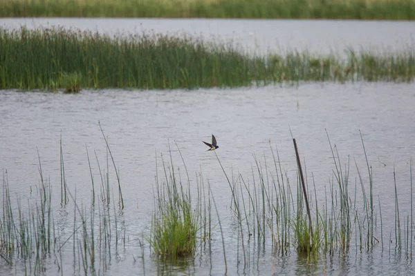 Bir ahır yutar, bir güzel çimenli lake shore yatay.