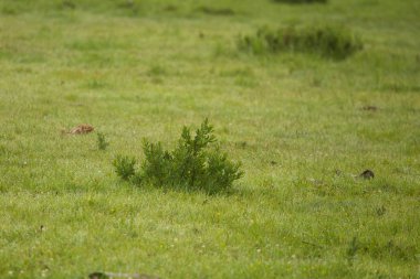 Yaz aylarında yağmur sonra çimenli bir bataklık güzel bir manzara.