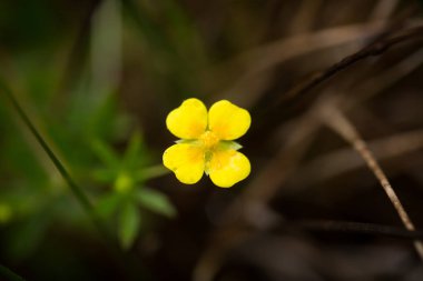 Yağmurdan sonra orman katta güzel bir sarı çiçek. Sığ derinliği alan closeup makro fotoğraf.