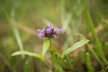 Güzel bir mor mavi çiçek yağmurdan sonra orman katta. Sığ derinliği alan closeup makro fotoğraf.