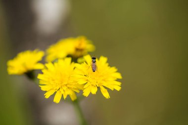 Güzel, canlı çiçek doğal bir arka plan üzerinde. Sığ derinliği alan closeup makro fotoğraf.