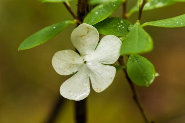 Güzel beyaz çiçek yaprakları ormandaki yapraklarda yağmur sonra düşmüş. Dekoratif bir görünüm. Sığ derinliği alan closeup makro fotoğraf.