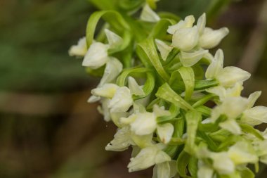 Yaz marsh çiçek açması bir güzel nadir beyaz vahşi orkide. Closeup makro fotoğraf, sığ derinlik-in tarla.