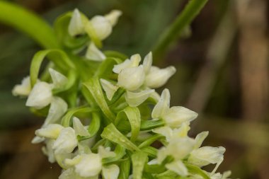 Yaz marsh çiçek açması bir güzel nadir beyaz vahşi orkide. Closeup makro fotoğraf, sığ derinlik-in tarla.