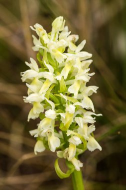 Yaz marsh çiçek açması bir güzel nadir beyaz vahşi orkide. Closeup makro fotoğraf, sığ derinlik-in tarla.