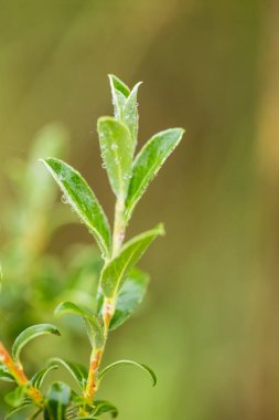 Güzel, taze, canlı yaprakları bir bataklık myrtle yağmurdan sonra. Sığ derinliği alan closeup makro fotoğraf.