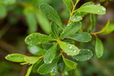 Beautiful, fresh, vibrant leaves of a bog myrtle after the rain. Shallow depth of field closeup macro photo. clipart