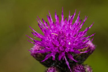 Bir güzel canlı mor thistle çiçek yağmurdan sonra bir bataklık. Sığ derinliği alan closeup makro fotoğraf.