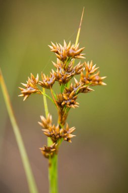 Yaz aylarında yağmur sonrası bir bataklık içinde büyüyen bir güzel sedges. Sığ derinliği alan closeup makro fotoğraf.