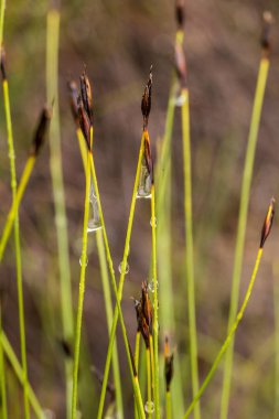 Yaz aylarında yağmur sonrası bir bataklık içinde büyüyen bir güzel sedges. Sığ derinliği alan closeup makro fotoğraf.