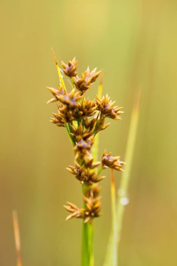 Yaz aylarında yağmur sonrası bir bataklık içinde büyüyen bir güzel sedges. Sığ derinliği alan closeup makro fotoğraf.