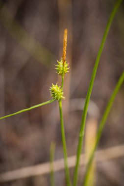 Yaz aylarında yağmur sonrası bir bataklık içinde büyüyen bir güzel sedges. Sığ derinliği alan closeup makro fotoğraf.