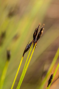 Yaz aylarında yağmur sonrası bir bataklık içinde büyüyen bir güzel sedges. Sığ derinliği alan closeup makro fotoğraf.