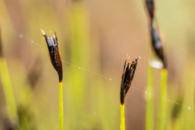 Yaz aylarında yağmur sonrası bir bataklık içinde büyüyen bir güzel sedges. Sığ derinliği alan closeup makro fotoğraf.