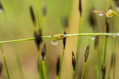 Yaz aylarında yağmur sonrası bir bataklık içinde büyüyen bir güzel sedges. Sığ derinliği alan closeup makro fotoğraf.