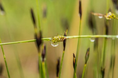 Yaz aylarında yağmur sonrası bir bataklık içinde büyüyen bir güzel sedges. Sığ derinliği alan closeup makro fotoğraf.
