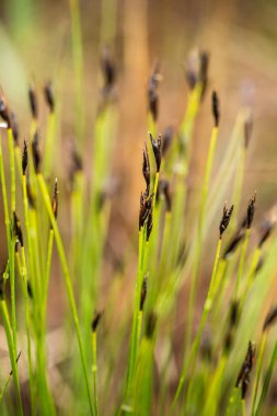 Yaz aylarında yağmur sonrası bir bataklık içinde büyüyen bir güzel sedges. Sığ derinliği alan closeup makro fotoğraf.