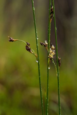 Yaz aylarında yağmur sonrası bir bataklık içinde büyüyen bir güzel sedges. Sığ derinliği alan closeup makro fotoğraf.