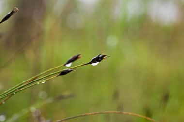 Yaz aylarında yağmur sonrası bir bataklık içinde büyüyen bir güzel sedges. Sığ derinliği alan closeup makro fotoğraf.