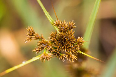 Yaz aylarında yağmur sonrası bir bataklık içinde büyüyen bir güzel sedges. Sığ derinliği alan closeup makro fotoğraf.