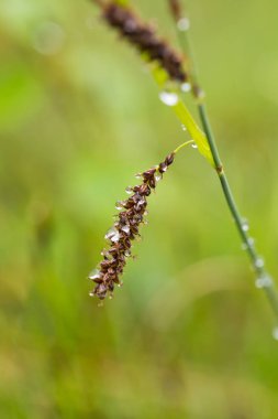 Yaz aylarında yağmur sonrası bir bataklık içinde büyüyen bir güzel sedges. Sığ derinliği alan closeup makro fotoğraf.