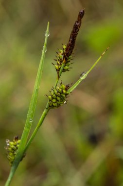 Yaz aylarında yağmur sonrası bir bataklık içinde büyüyen bir güzel sedges. Sığ derinliği alan closeup makro fotoğraf.
