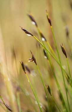 Yaz aylarında yağmur sonrası bir bataklık içinde büyüyen bir güzel sedges. Sığ derinliği alan closeup makro fotoğraf.