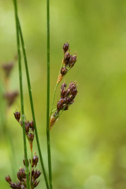 Yaz aylarında yağmur sonrası bir bataklık içinde büyüyen bir güzel sedges. Sığ derinliği alan closeup makro fotoğraf.