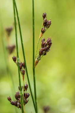 Yaz aylarında yağmur sonrası bir bataklık içinde büyüyen bir güzel sedges. Sığ derinliği alan closeup makro fotoğraf.