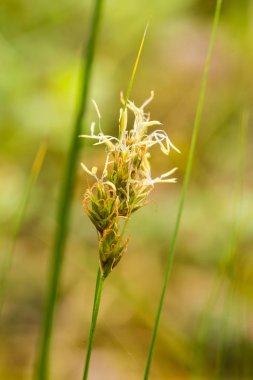 Yaz aylarında yağmur sonrası bir bataklık içinde büyüyen bir güzel sedges. Sığ derinliği alan closeup makro fotoğraf.
