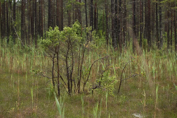 Yaz aylarında yağmur sonra çimenli bir bataklık güzel bir manzara.