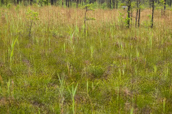 Un hermoso paisaje de un pantano herboso después de la lluvia en verano . — Foto de Stock