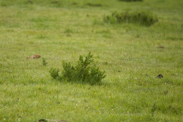 Yaz aylarında yağmur sonra çimenli bir bataklık güzel bir manzara.