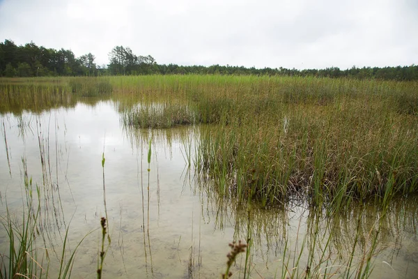 Bir göl çimenli kıyıları ile güzel bir manzara