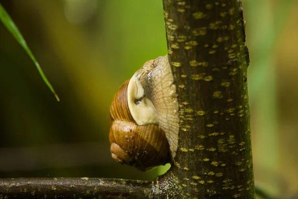 Belle escargot bordeaux sur une branche en forêt . — Photo