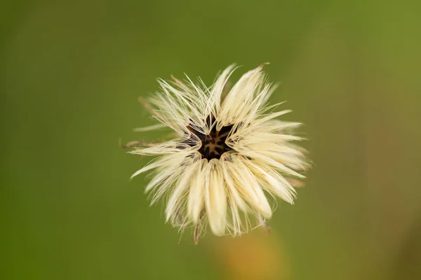 Schöne, lebendige Blume auf einem natürlichen Hintergrund. Makroaufnahme mit geringer Schärfentiefe. — Stockfoto