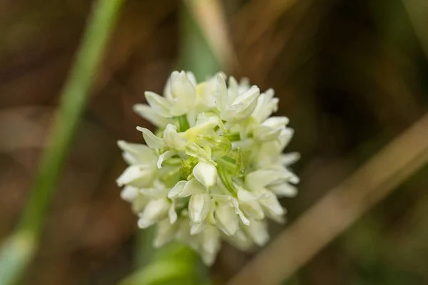 Uma bela orquídea selvagem branca rara que floresce no pântano de verão. Fechar foto macro, profundidade rasa do campo . — Fotografia de Stock