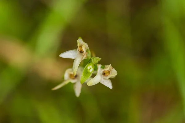 Une belle orchidée sauvage blanche rare fleurissant dans le marais d'été. Gros plan macro photo, faible profondeur de champ . — Photo