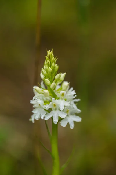 Una orquídea salvaje blanca rara hermosa que florece en el pantano del verano. Primer plano macro foto, poca profundidad de campo . — Foto de Stock