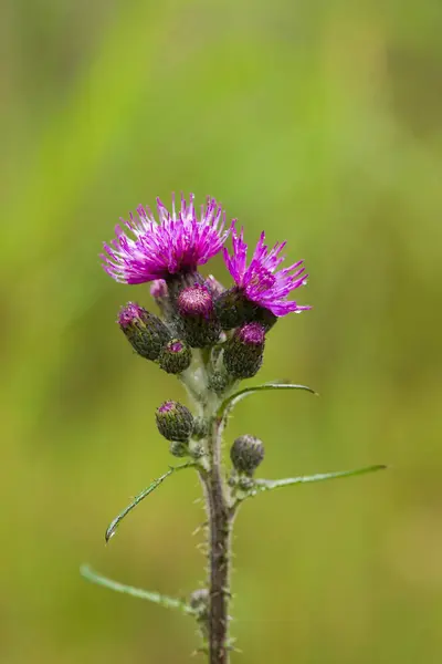 Una hermosa flor de cardo púrpura vibrante en un pantano después de la lluvia. Profundidad superficial del primer plano de campo macro foto . — Foto de Stock