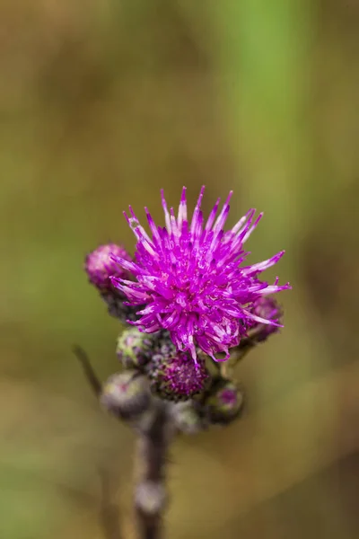 Een mooie levendige paarse distel bloem in een moeras na de regen. Ondiepe scherptediepte veld close-up macro foto. — Stockfoto