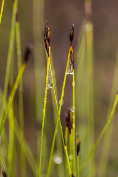 Un hermoso sedal que crece en un pantano después de la lluvia en verano. Profundidad superficial del primer plano de campo macro foto . — Foto de Stock
