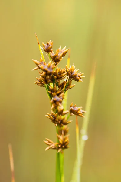 En vacker halvgräs som växer i ett kärr efter regn på sommaren. Grunt djup av fältet närbild makro foto. — Stockfoto