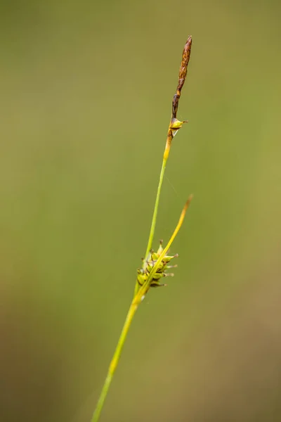 Egy gyönyörű caerulea fűfélék, nyári eső után a mocsár egyre. Sekély mélység-ból mező Vértes makró fotó. — Stock Fotó