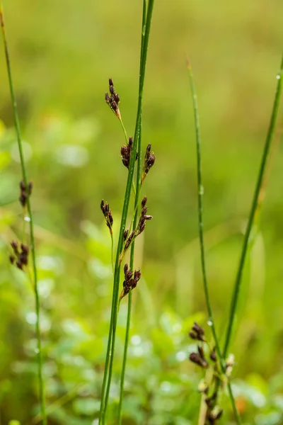 A beautiful sedges growing in a marsh after the rain in summer. Shallow depth of field closeup macro photo. — Stock Photo, Image